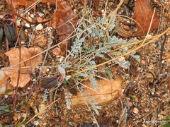Astragalus monspessulanus