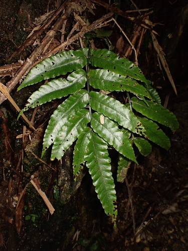 Bolbitis subcordata observed 2026-10-07