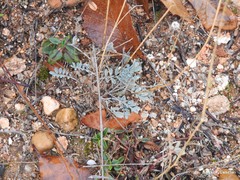 Astragalus monspessulanus