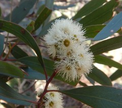 Eucalyptus odorata