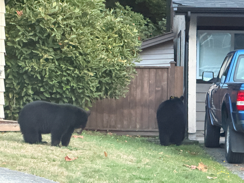 Black Bear sighting near Bluff Way
