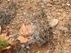 Helichrysum stoechas