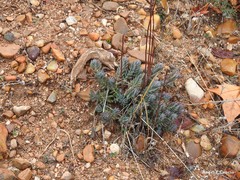 Petrosedum sediforme