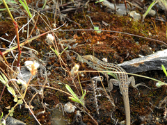 Psammodromus occidentalis