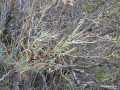 Bupleurum fruticescens