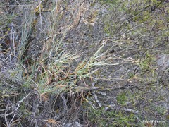 Bupleurum fruticescens