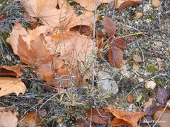 Bupleurum fruticescens