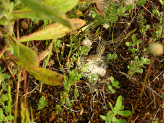 Psammodromus occidentalis