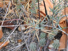 Bupleurum fruticescens