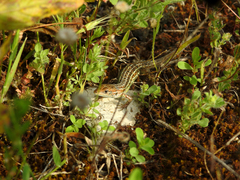 Psammodromus occidentalis