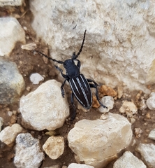 Dorcadion fuliginator