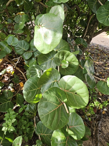 Coccoloba uvifera observed 2026-10-16