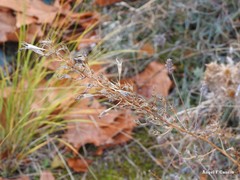 Campanula rapunculus