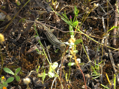 Psammodromus occidentalis