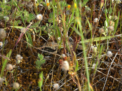 Psammodromus occidentalis