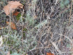 Petrosedum sediforme