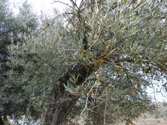 Olea europaea