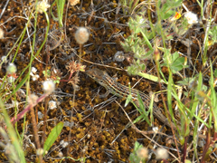 Psammodromus occidentalis