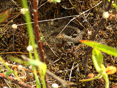 Psammodromus occidentalis