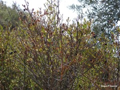 Chrysojasminum fruticans