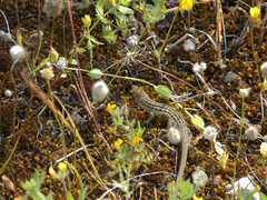 Psammodromus occidentalis