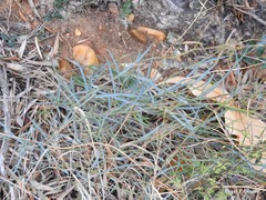 Bupleurum fruticescens