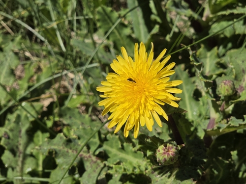 dune thistle