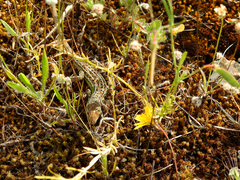 Psammodromus occidentalis