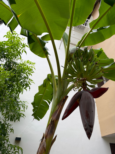 Musa paradisiaca observed 2026-10-16