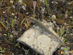 Psammodromus occidentalis