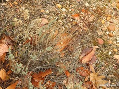 Santolina chamaecyparissus