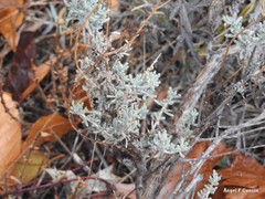 Santolina chamaecyparissus