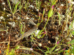 Psammodromus occidentalis
