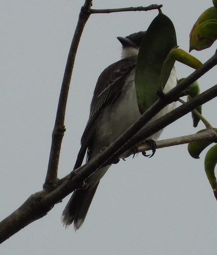 Tirano dorso negro observed by lornamarsan