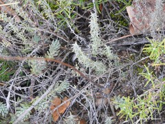 Helichrysum stoechas