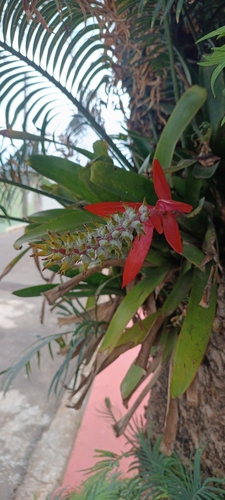 Nakedstem Livingvase