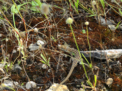 Psammodromus occidentalis
