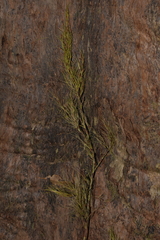 Caustis blakei