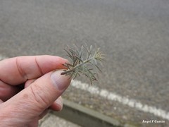 Teucrium pseudochamaepitys
