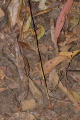 Caustis blakei