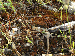 Psammodromus occidentalis