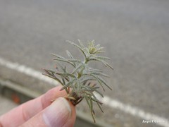 Teucrium pseudochamaepitys