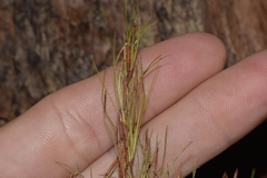 Caustis blakei