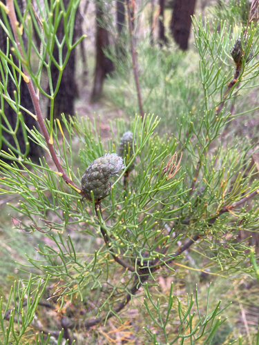 Petrophile pulchella observed 2026-10-17