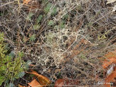 Petrosedum sediforme