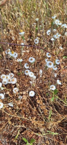 Rhodanthe floribunda observed 2026-10-14