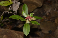 Tristaniopsis laurina