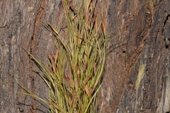 Caustis blakei