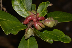 Tristaniopsis laurina