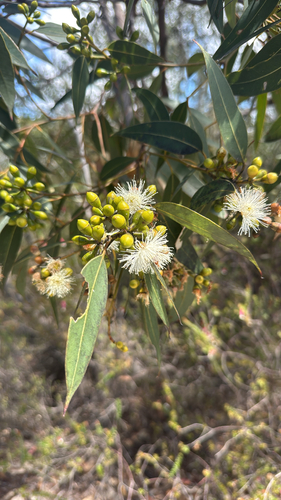 Eucalyptus punctata observed 2026-10-17